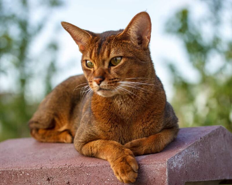 Gatto abissino: dimensioni e peso medio