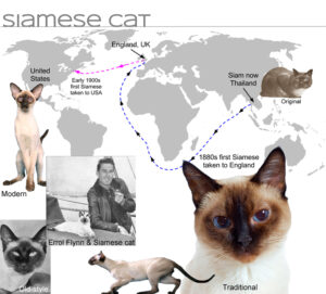 Differenza tra gatto Thai e Siamese