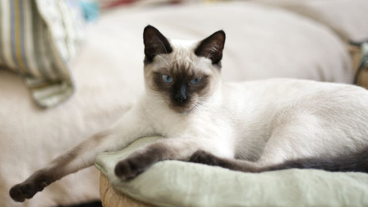 Differenza tra gatto Thai e Siamese