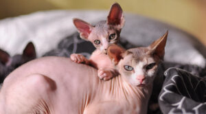 Devon Rex o Sphynx: quale scegliere