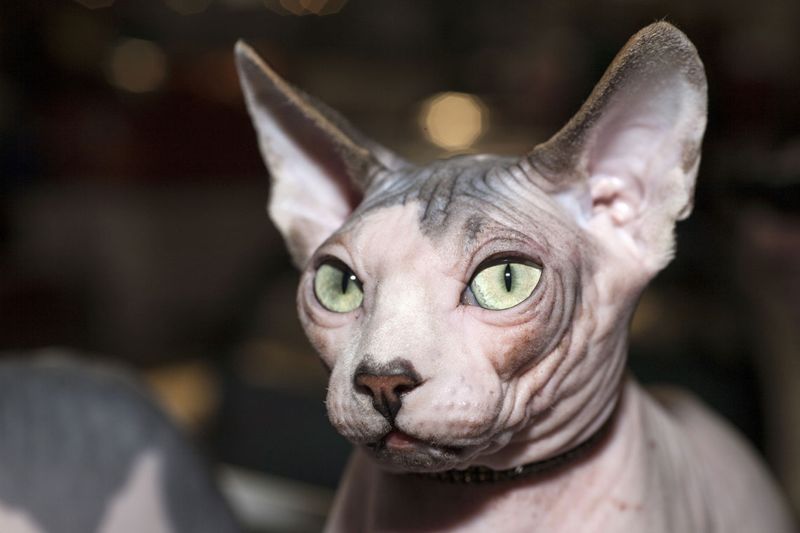 Devon Rex o Sphynx: quale scegliere