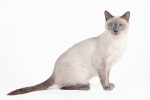 Differenza tra gatto Thai e Siamese