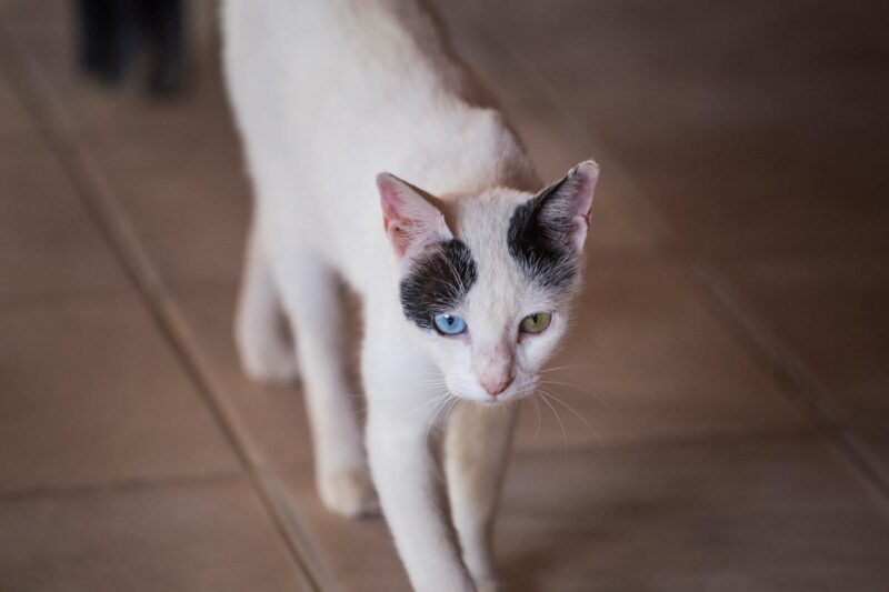 Perché i gatti in estate dimagriscono