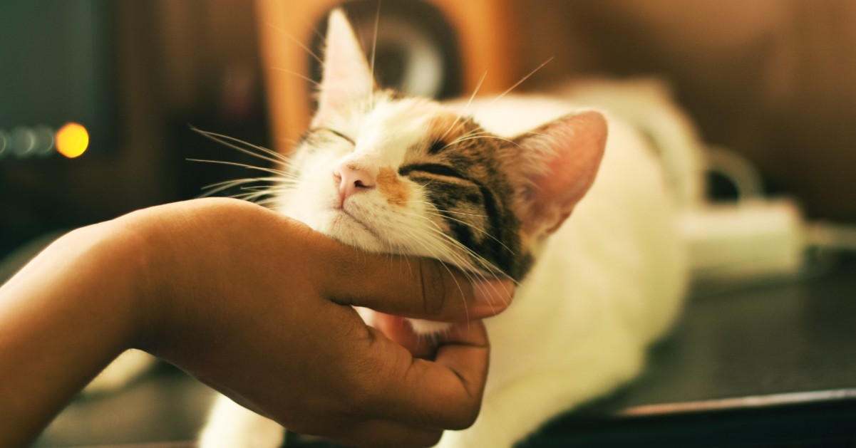 L’amore di un gatto per il padrone, i segnali