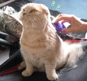 Scottish Fold: consigli e cure