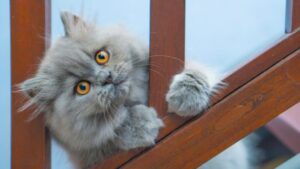 Vivere con un gatto Persiano