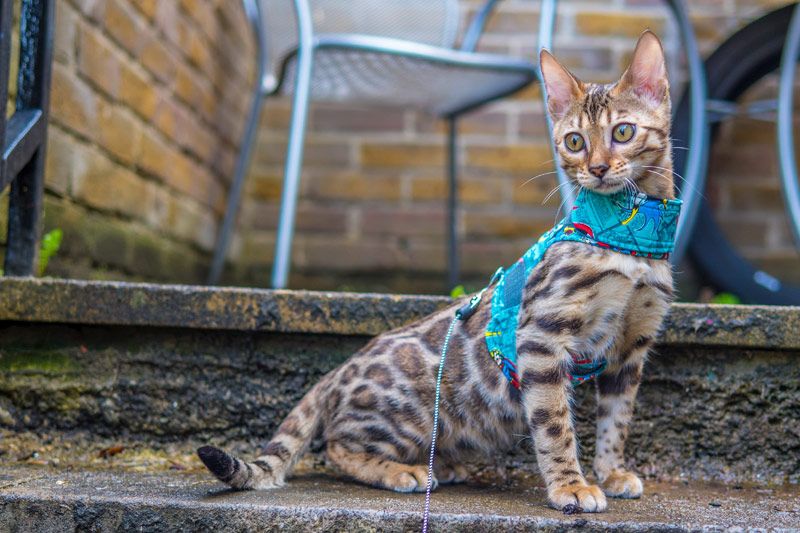 Gatto del Bengala al guinzaglio: come addestrarlo