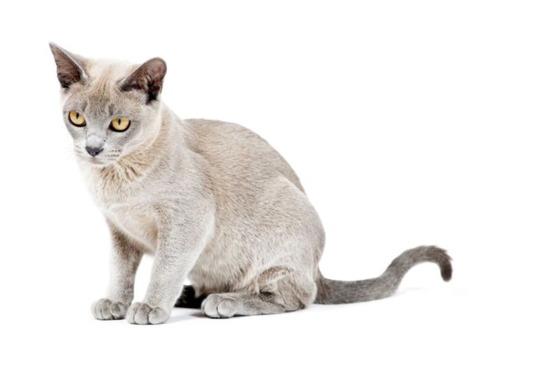 Gatto burmese americano ed europeo, caratteristiche e differenze