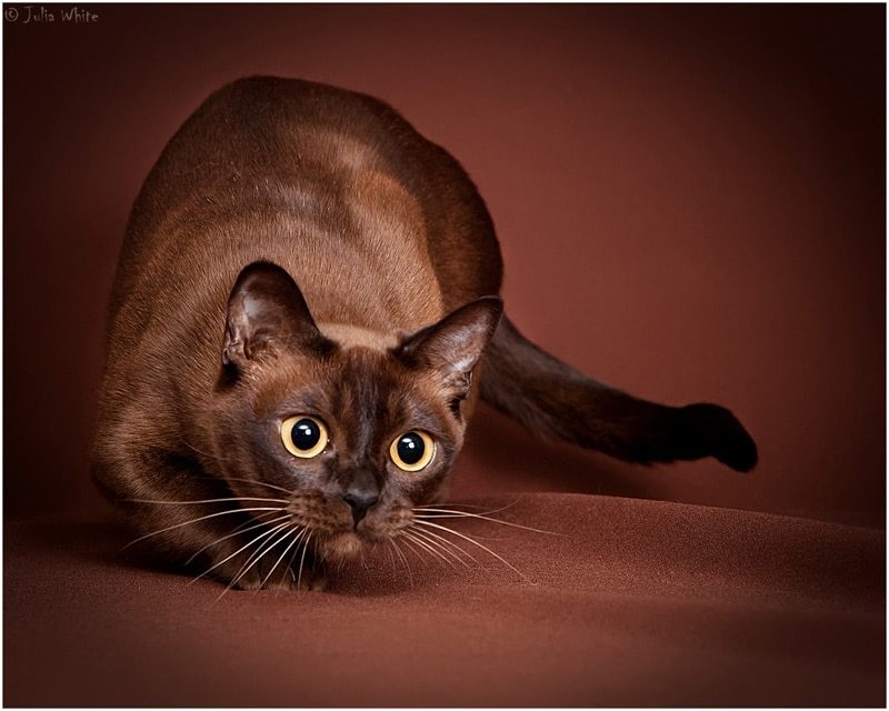 Gatto burmese americano ed europeo, caratteristiche e differenze