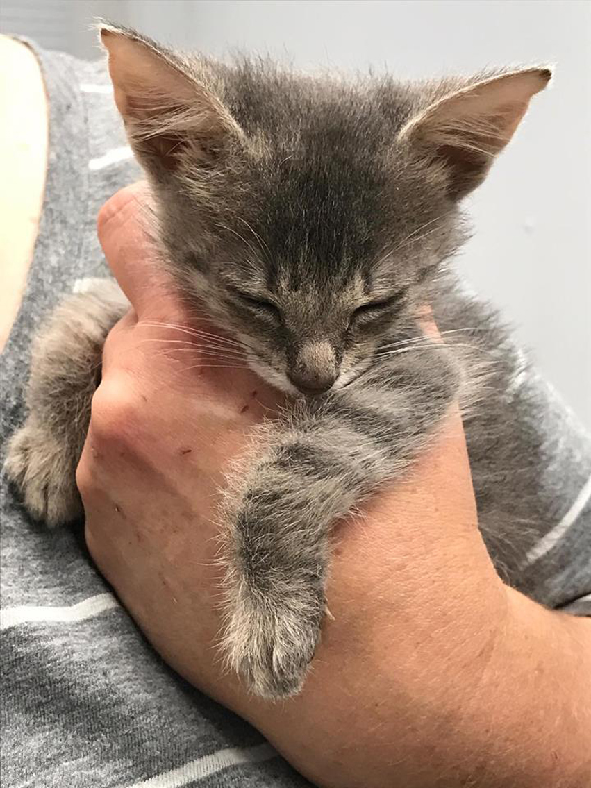 Cucciolo di gatto che dorme