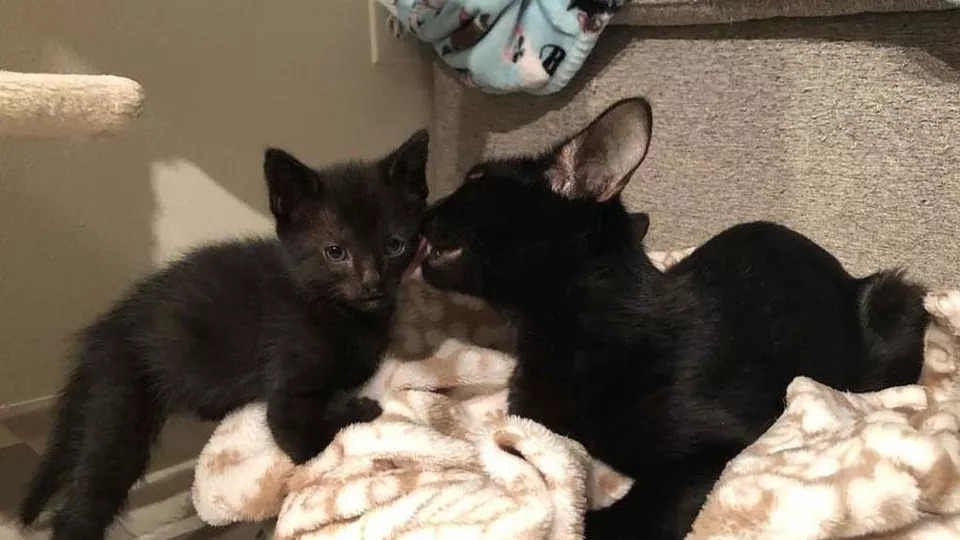 Due-gatti-neri-con-un-problema-alle-zampe