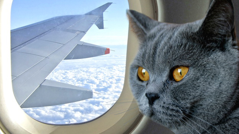 Felino in aereo