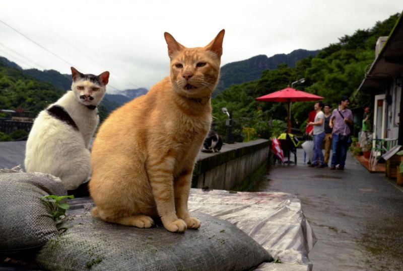 Gatti che guardano