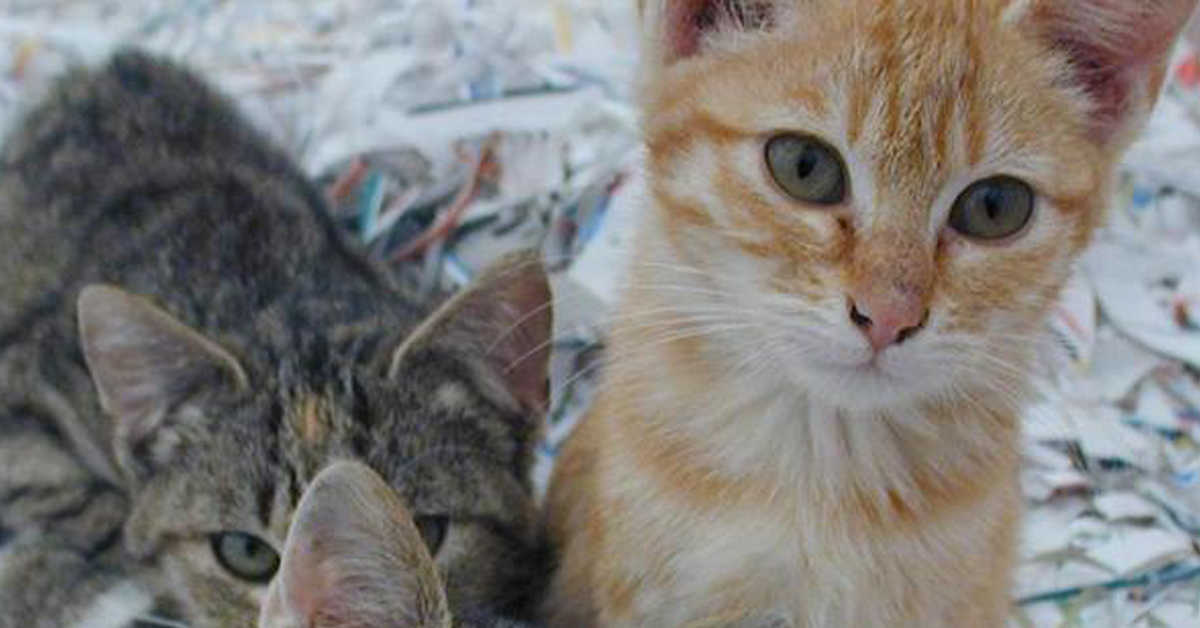 Messina: gatti perdono la vita a causa del veleno lasciato per strada