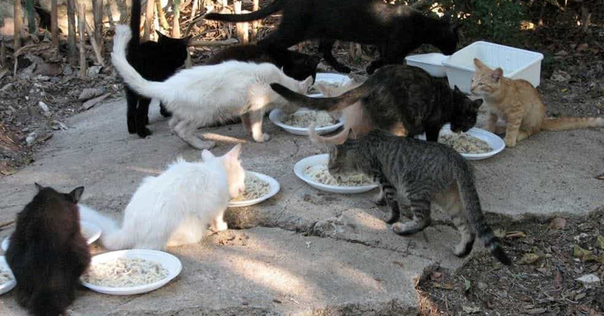 Gatti di una colonia felina