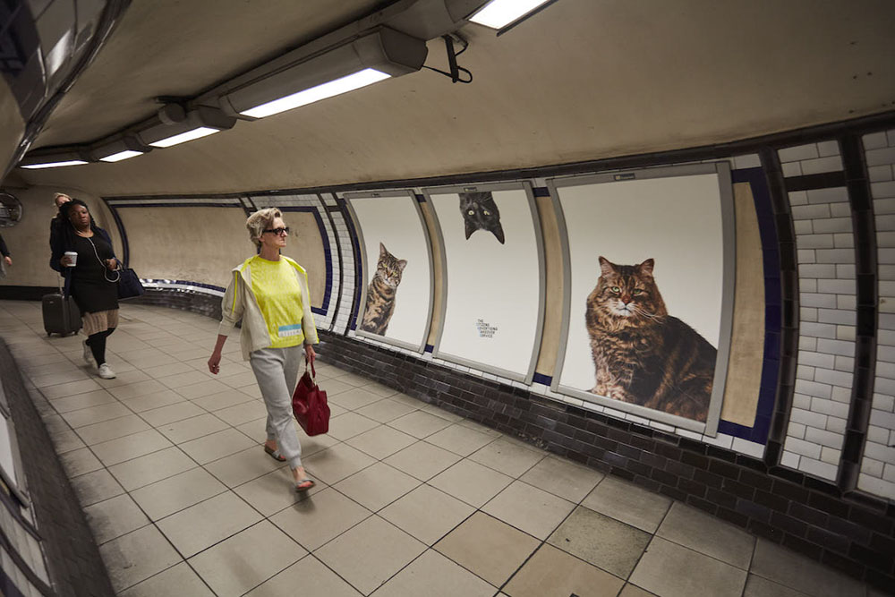 Gatti negli annunci pubblicitari in metro