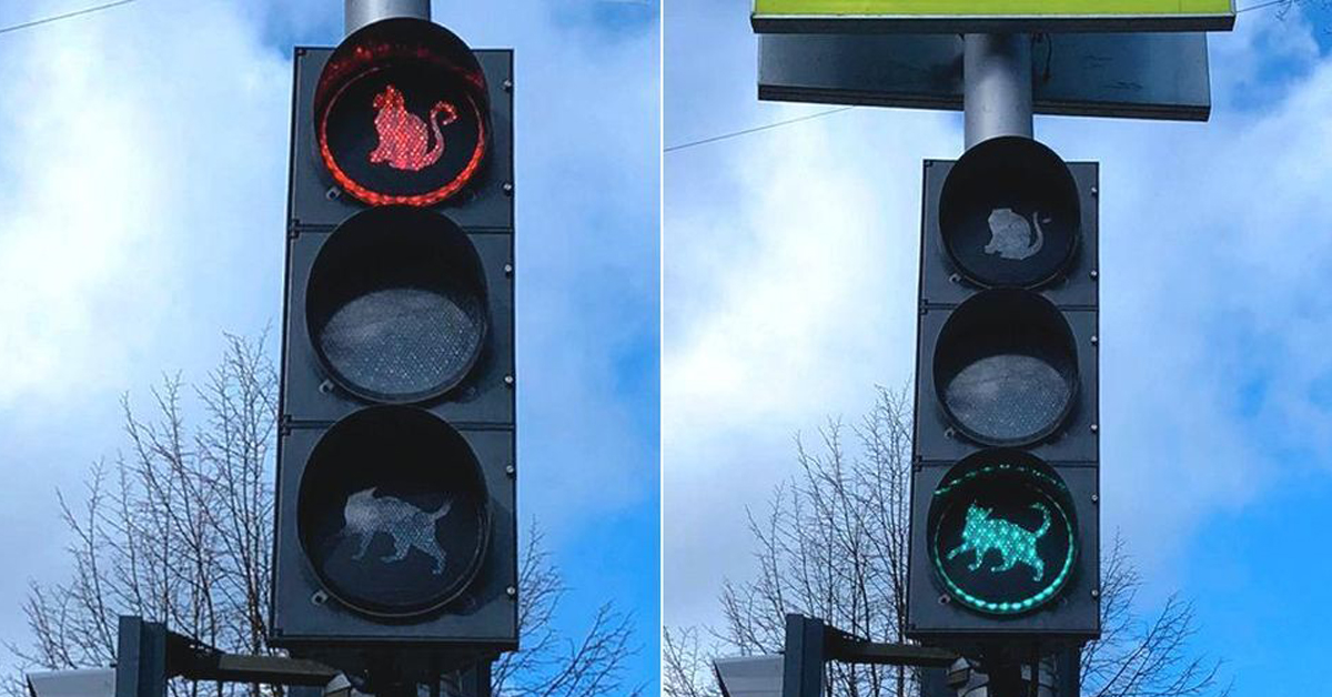 Gatti sui semafori in Russia: l’iniziativa della città amante dei gatti