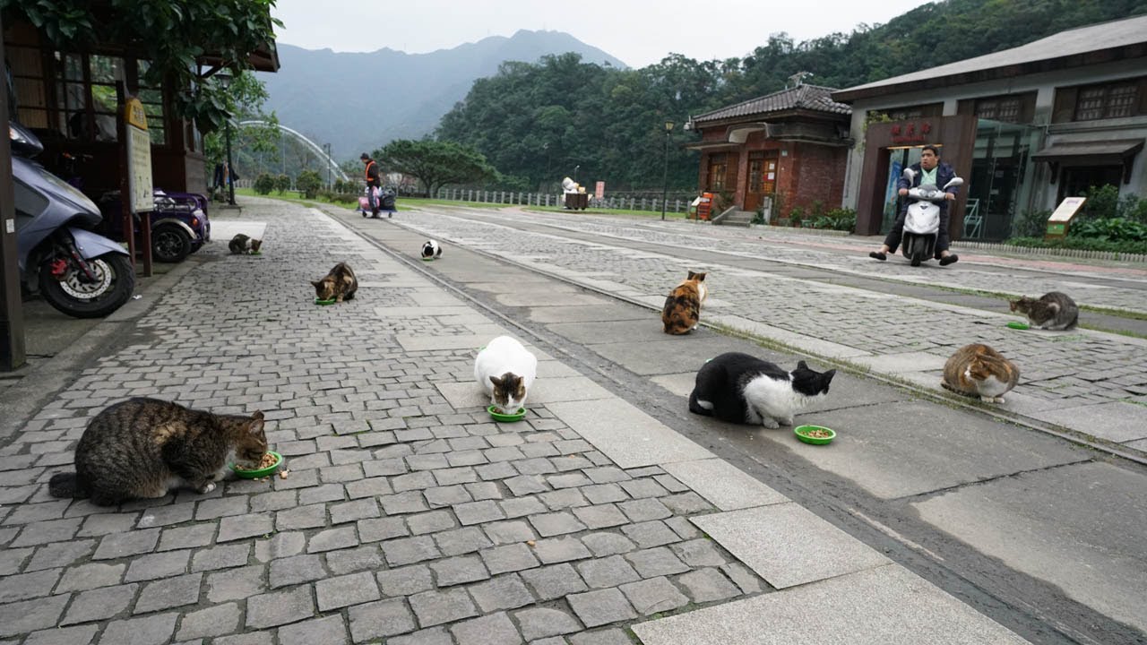 Gatti nel villaggio di Houtong