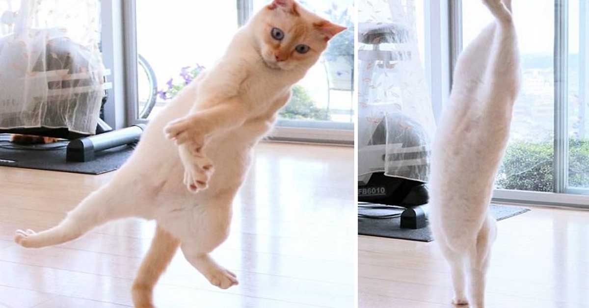 Chaco, il gatto ballerino che è la nuova star di Instagram