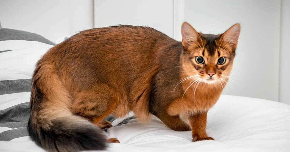 Errol, il gatto che sembra una volpe che è la nuova star di Instagram