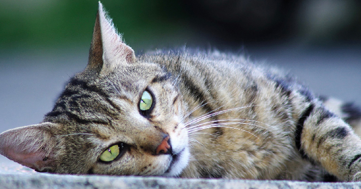 Mojito, il gatto che ha perso la vita in aeroporto per colpa di un errore umano