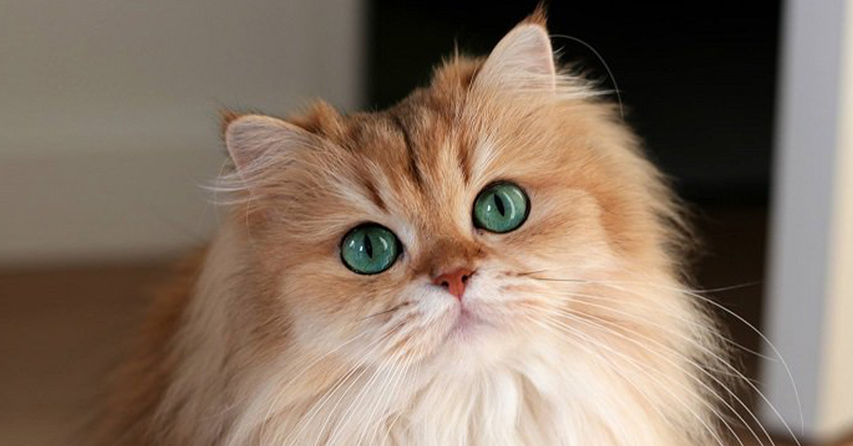Smoothie, il gatto più fotogenico del web che è la nuova star