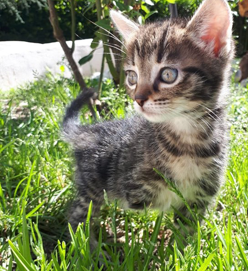 Gatto Tigrottina con tre zampe