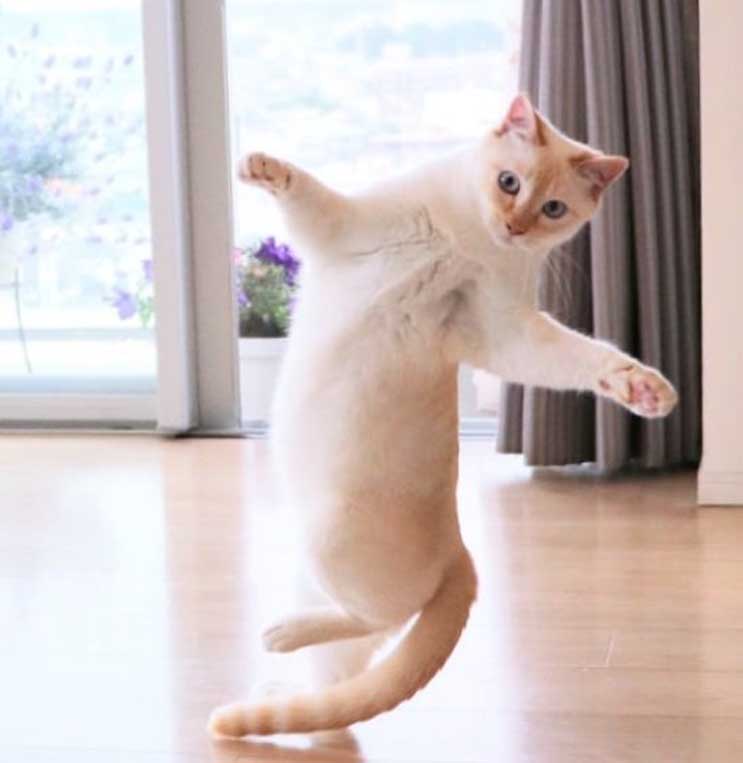 Gatto che danza