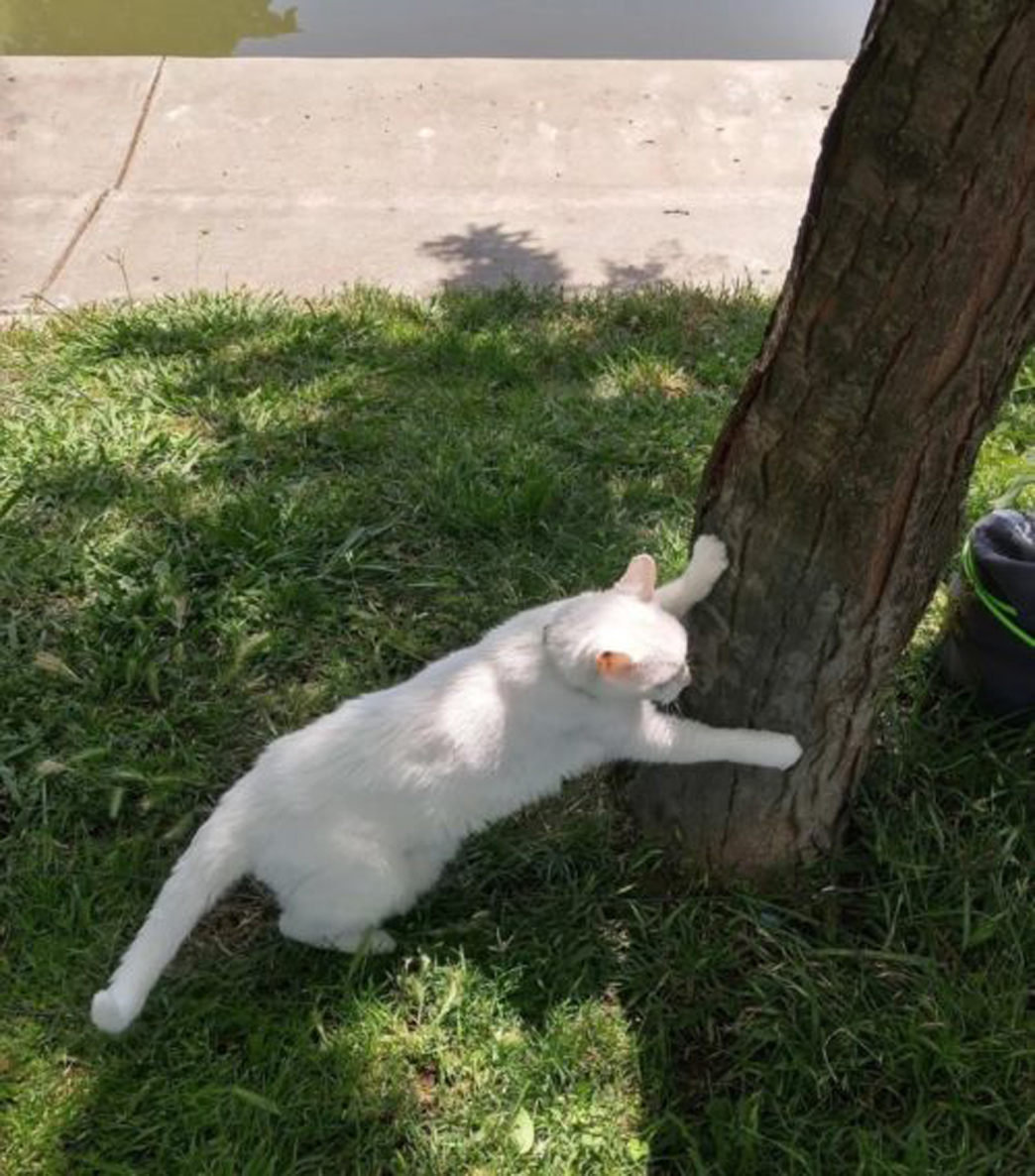 Gatto che gratta un albero