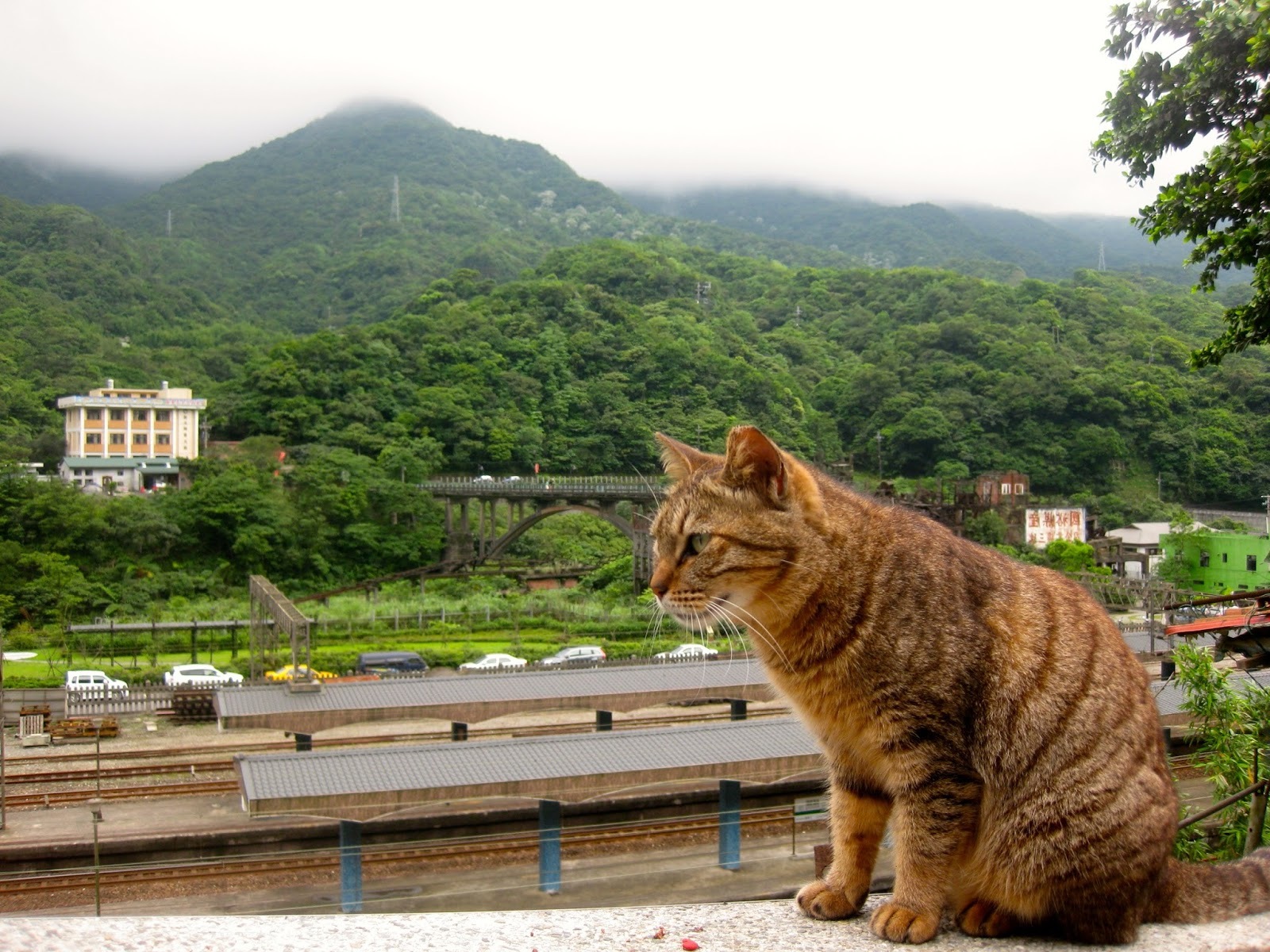 Gatto che guarda