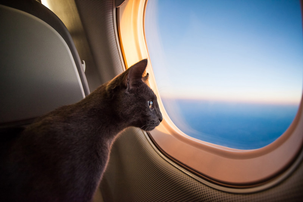 Gatto che guarda fuori da un aereo