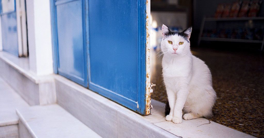 Gatto che guarda