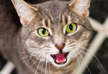 SCARICA MIAGOLIO GATTO
