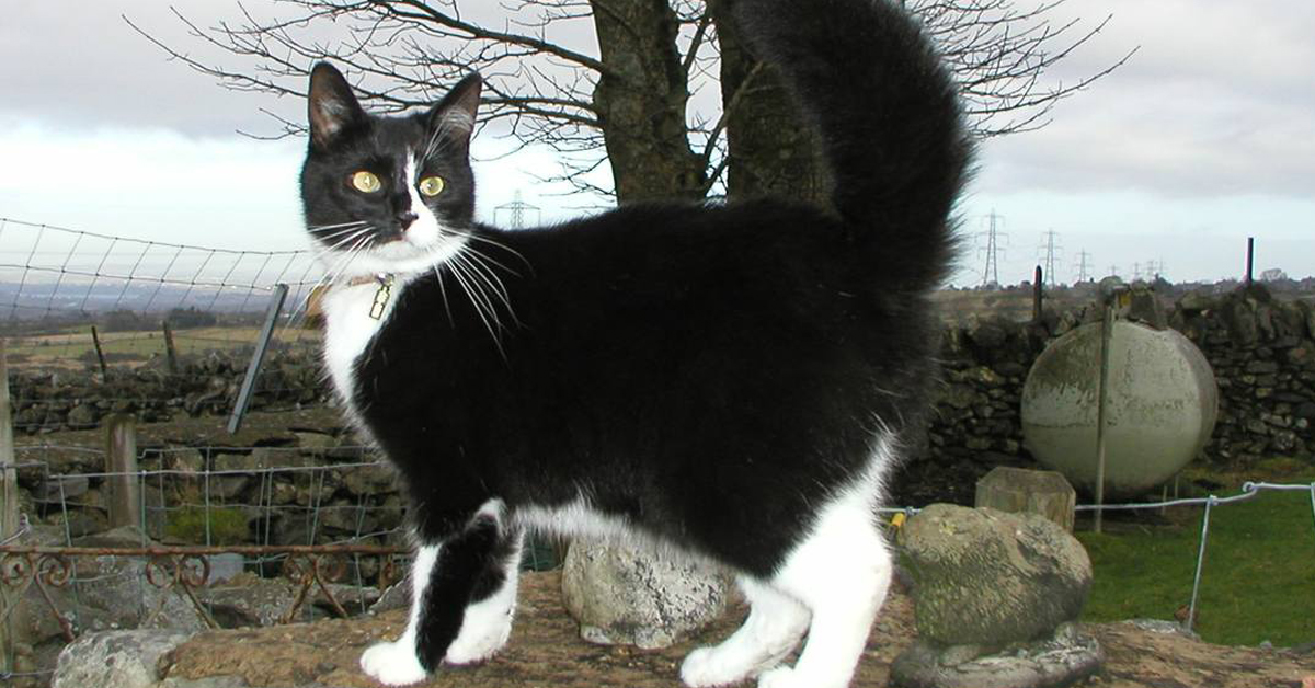 Agrigento: gatto rischia di perdere la vita per mano di qualcuno che si stava annoiando