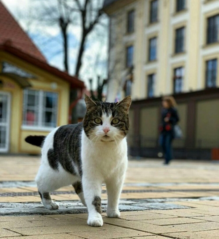 Gatto che osserva