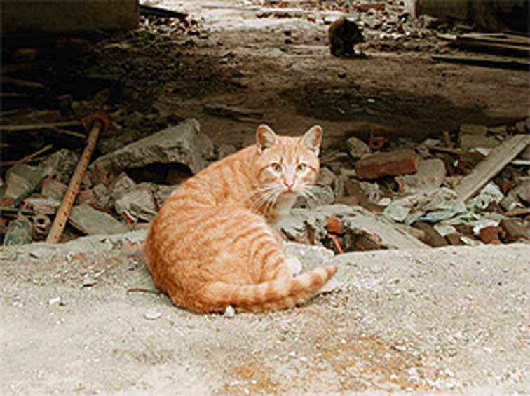 Gatto che salva bambino da un incendio