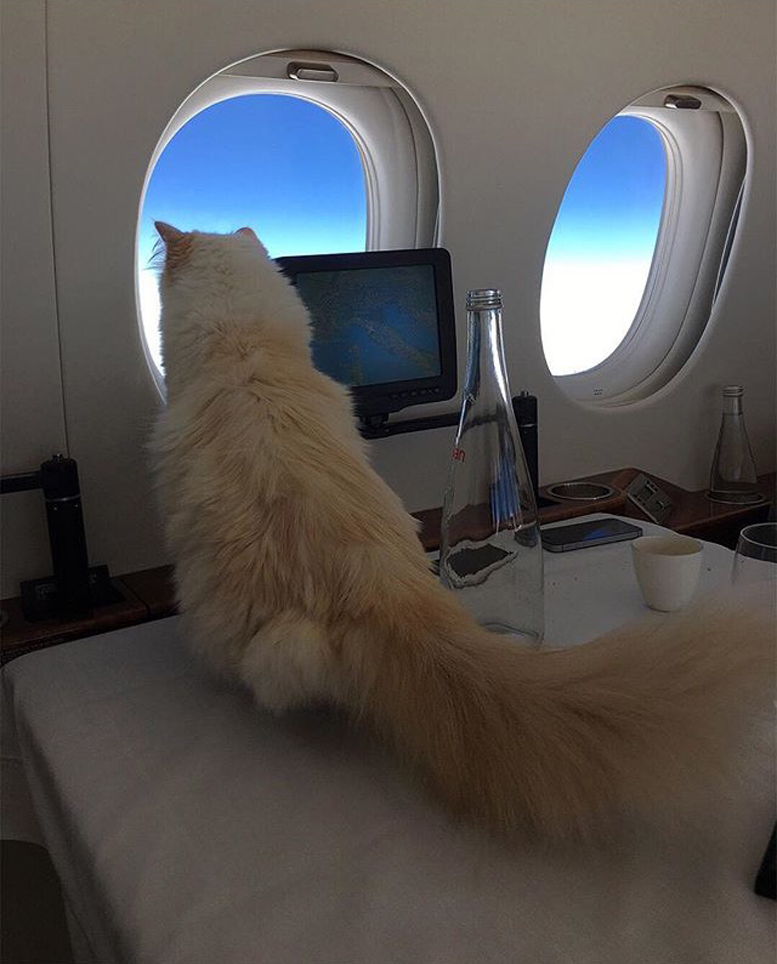 Gatto che viaggia in aereo