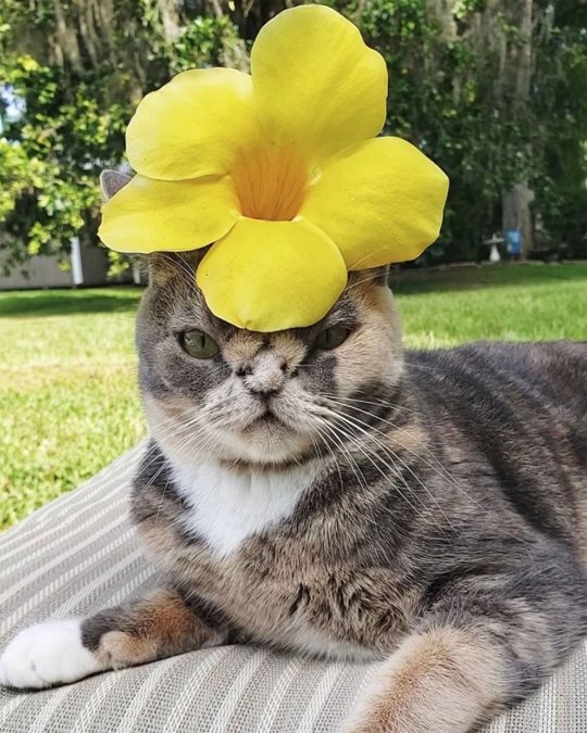 Gatto con fiore in testa