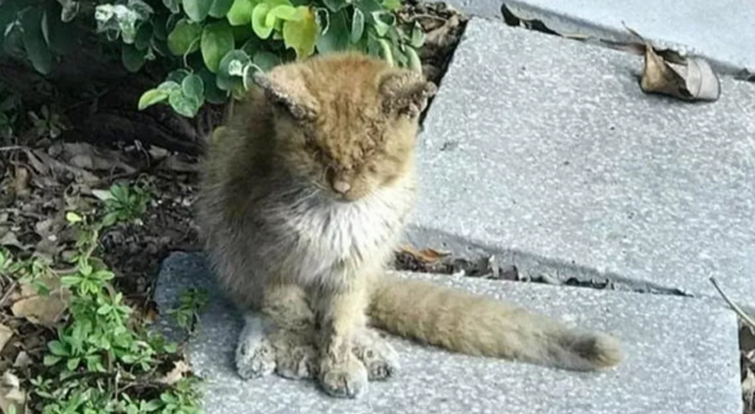 Gatto con problema agli occhi