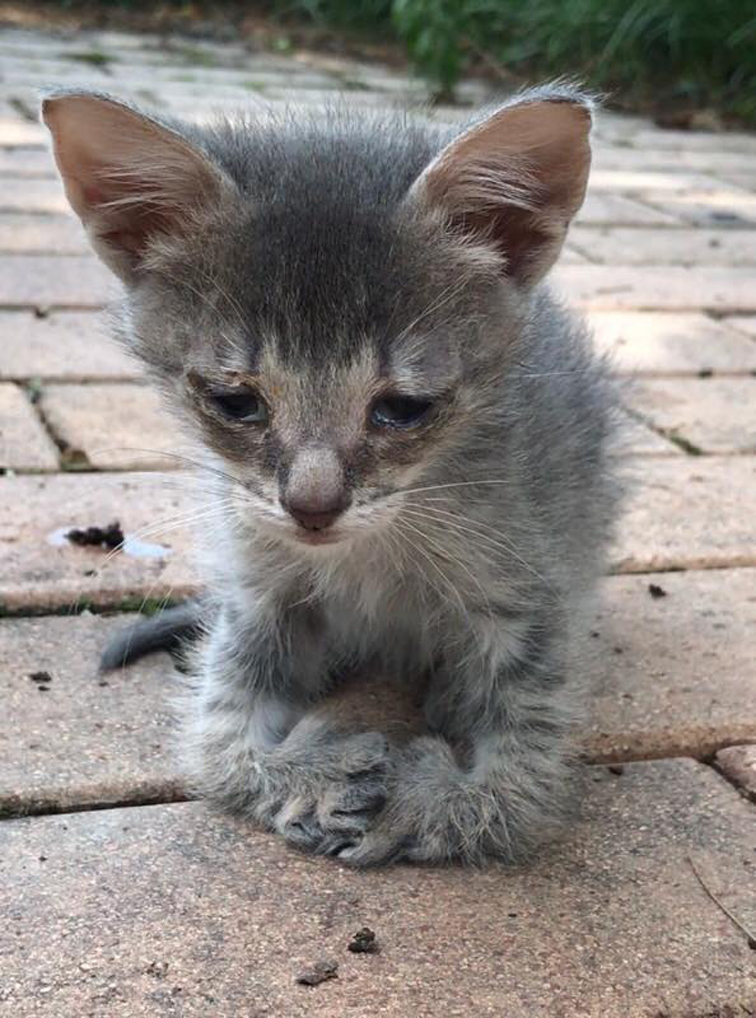 Gatto con problemi alle zampe