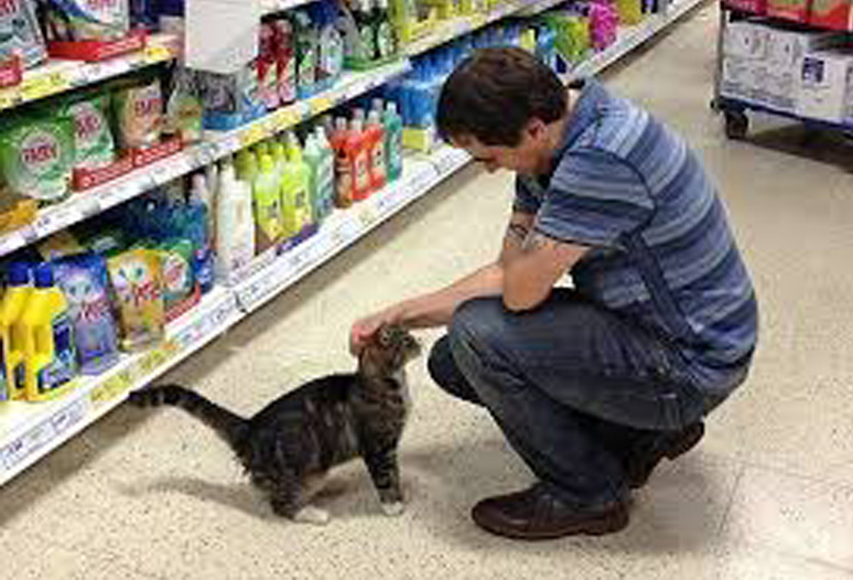 Gatto in un supermercato