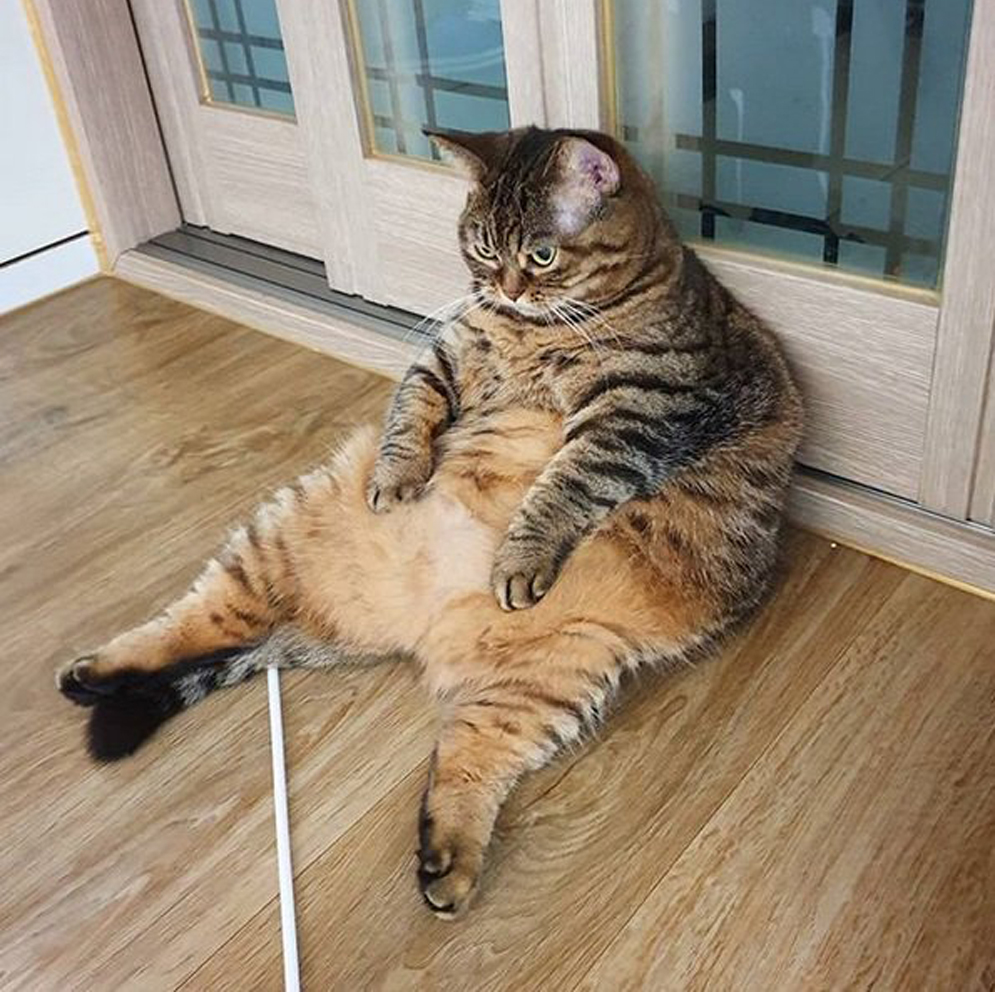 Gatto obeso seduto