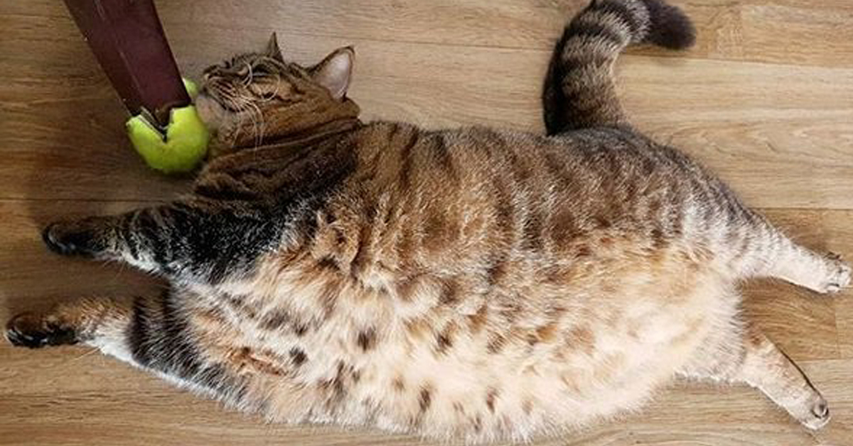 Manggo, il gatto più obeso di Instagram si mette a dieta