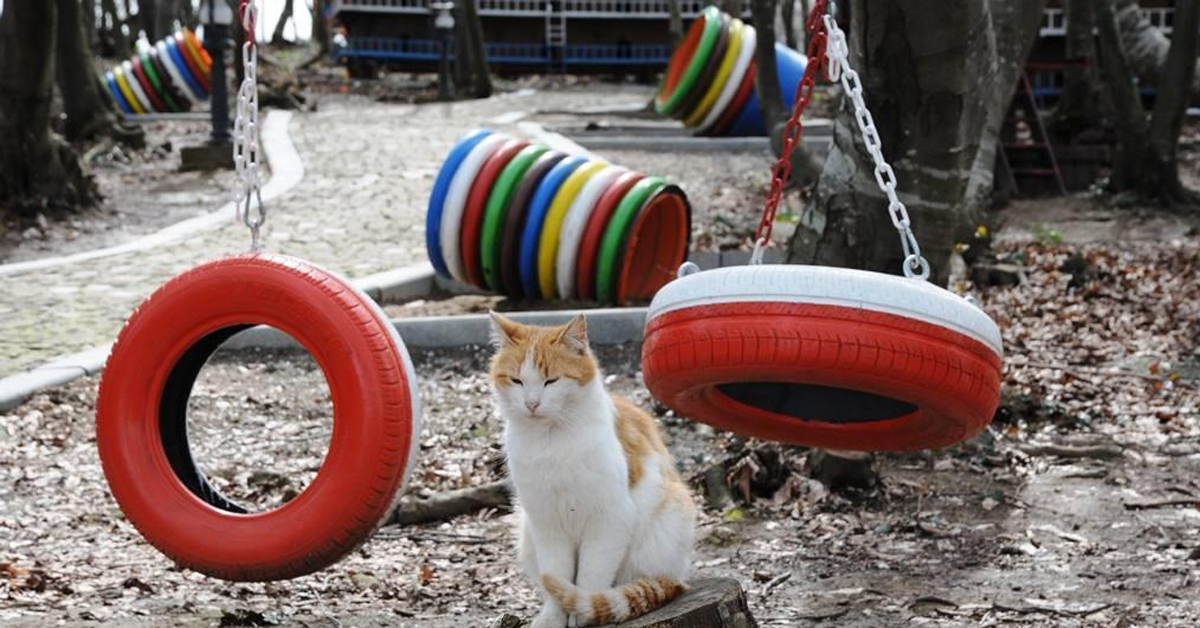 Il villaggio per i gatti randagi in Turchia che è come un hotel