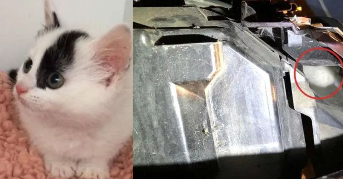 Sparky, il gatto che si era nascosto nel motore di una macchina