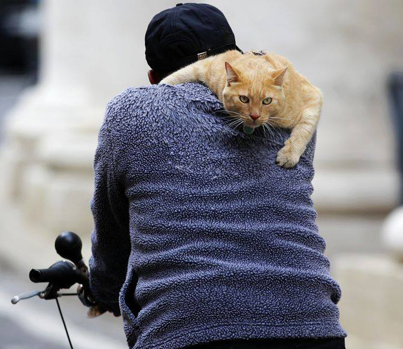 Gatto sulle spalle di un uomo in bicicletta