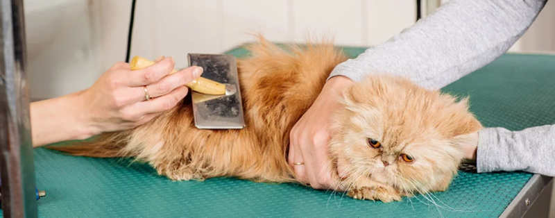 Sciogliere i nodi del gatto Persiano