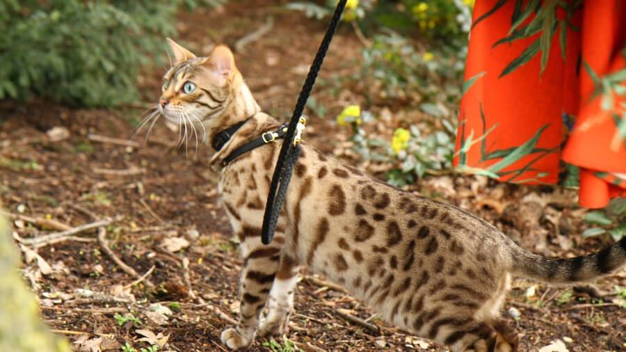 Gatto del Bengala al guinzaglio: come addestrarlo