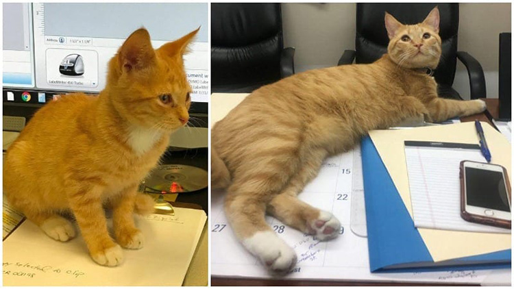 Il gatto Butters