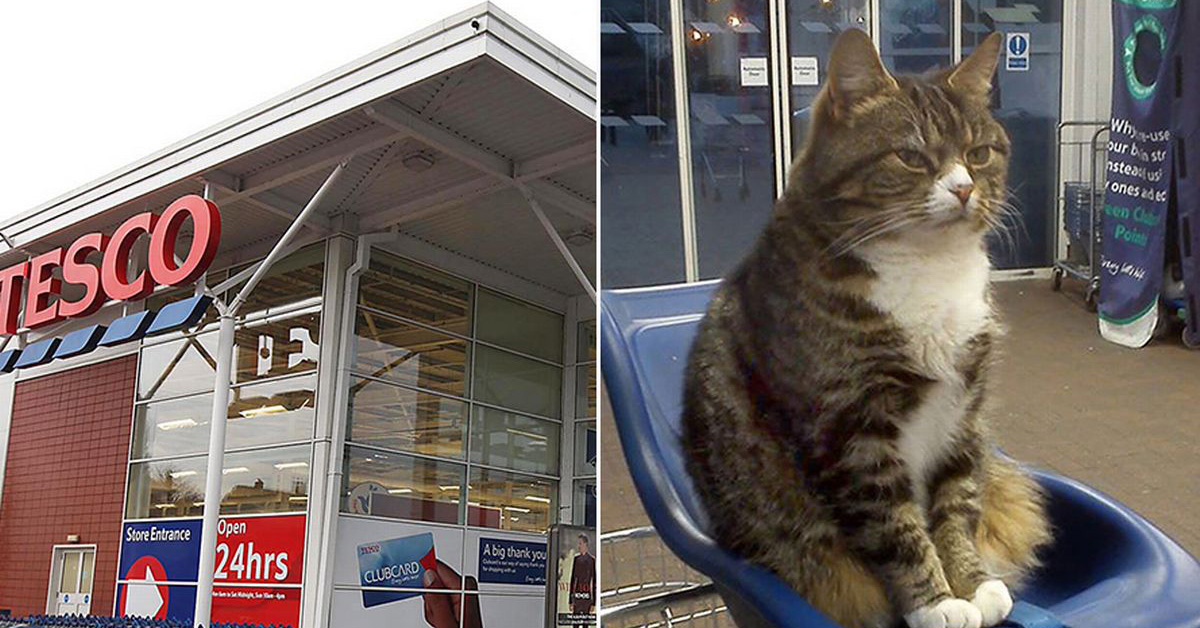 Mango, il gatto che in Inghilterra vive dentro ad un supermercato